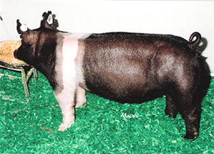 Baade Genetics